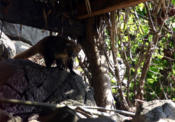 Mexican version of a racoon